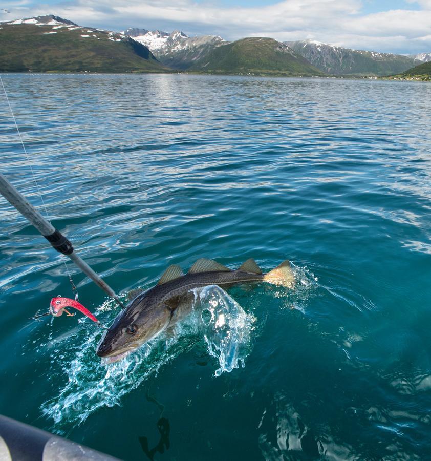 Vikran Vacation: Sea Fishing And Northern Lights Екстериор снимка