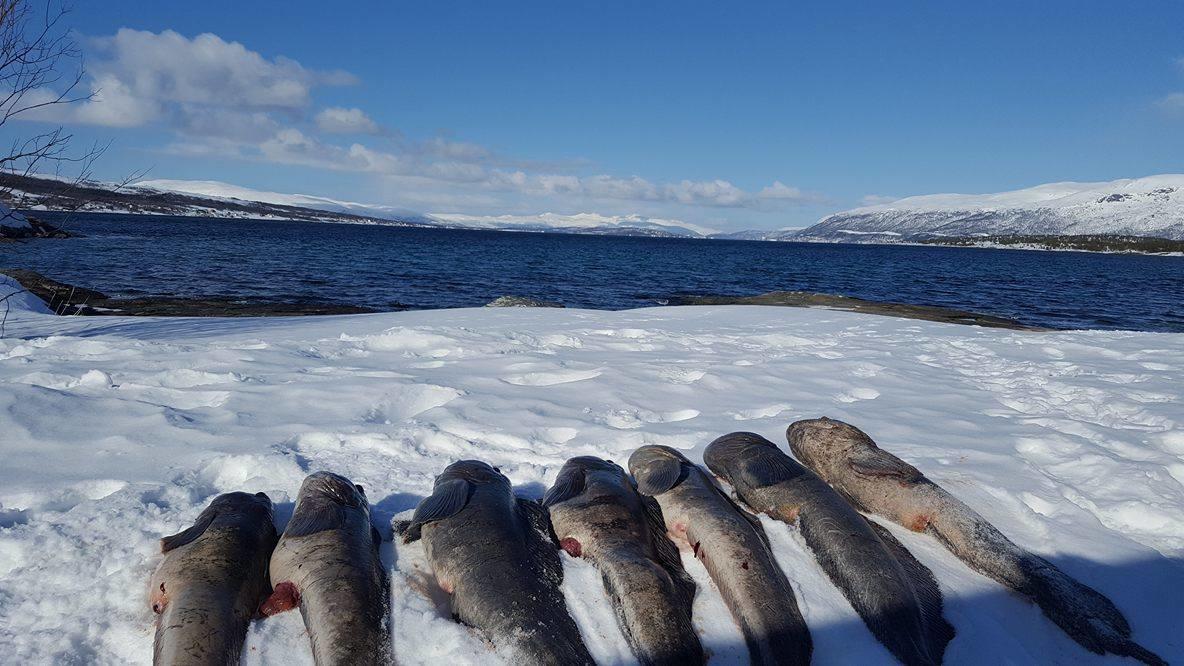 Vikran Vacation: Sea Fishing And Northern Lights Екстериор снимка